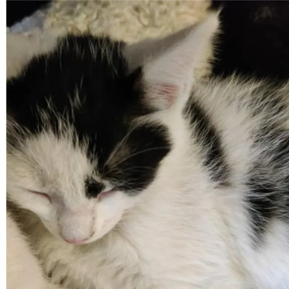 A baby small-sized female White Domestic Short Hair cat named Pepper for adoption in Lynchburg, VA