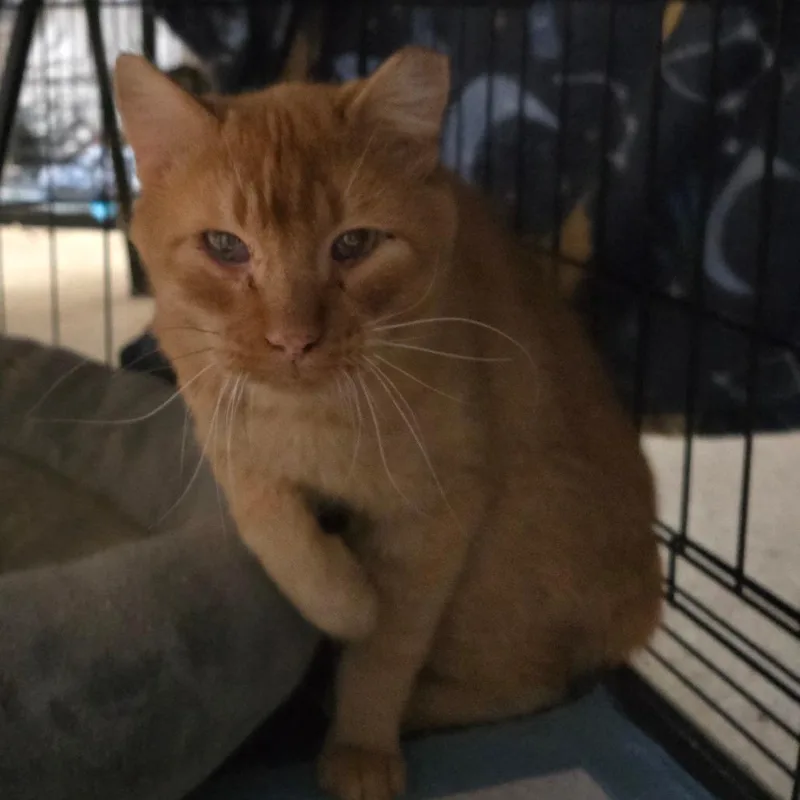 An adult medium-sized male Orange / Red Domestic Short Hair cat named Quintan for adoption in Grantsville, UT