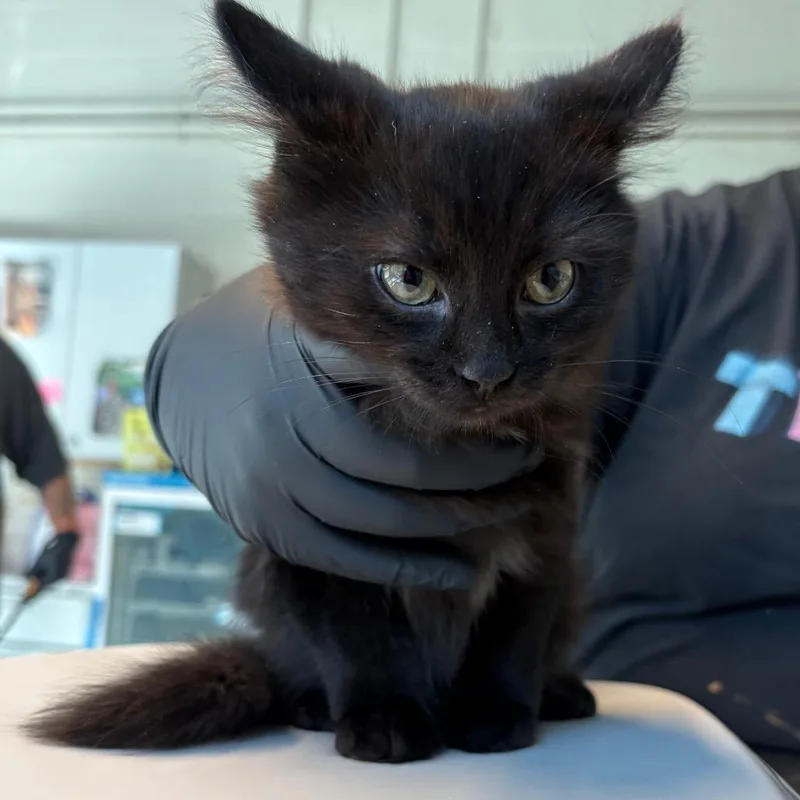 A baby small-sized male Black Domestic Short Hair cat named Chandelure for adoption in Huntington, WV