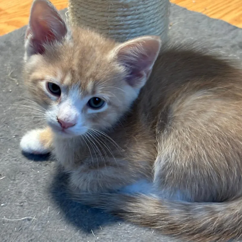 A baby small-sized male Domestic Short Hair cat named Litten for adoption in Cumming, GA