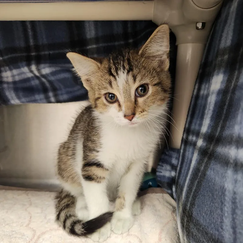 A baby small-sized male Brown / Chocolate Domestic Short Hair cat named Simba for adoption in Fort Wayne, IN