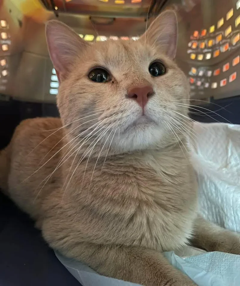 An adult medium-sized male Domestic Short Hair cat named Bouncer for adoption in Yardley, PA