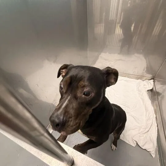 An adult medium-sized female Black Mixed Breed dog named Play Doh for adoption in Davenport, IA