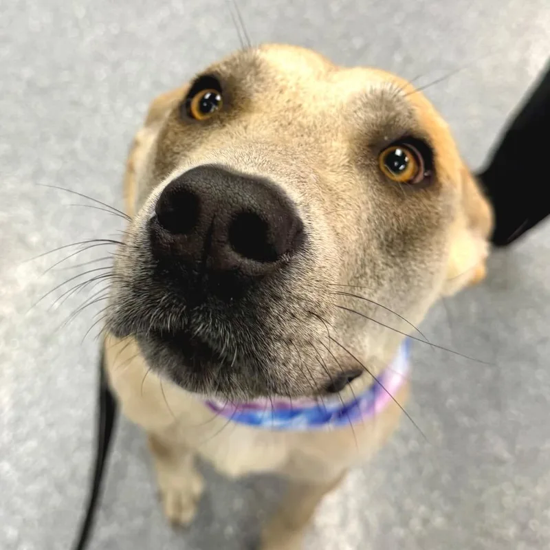 An adult medium-sized female White / Cream Mixed Breed dog named Maple for adoption in Zimmerman, MN
