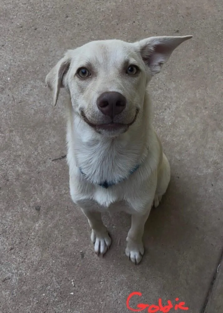 A baby small-sized female Yellow / Tan / Blond / Fawn Golden Retriever dog named Goldie for adoption in Dallas, TX
