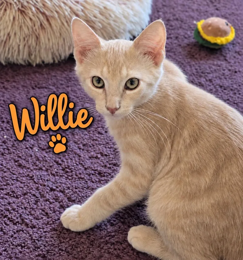 A baby medium-sized male Buff / Tan / Fawn Domestic Short Hair cat named Willie Willow Grove for adoption in Greenville, DE