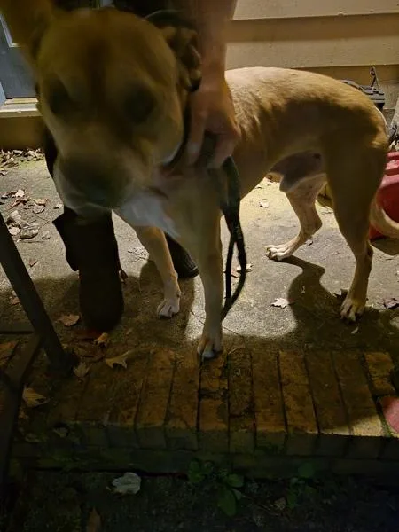 A senior medium-sized male Boxer dog named Buster Brown for adoption in Lawrenceville, GA