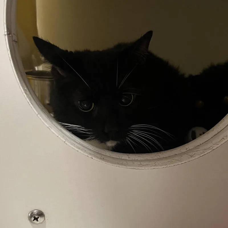 A senior medium-sized female Black Domestic Short Hair cat named Lucy for adoption in Hinsdale, IL