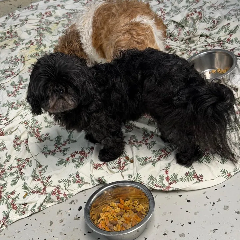 An adult small-sized female Black Shih Tzu dog named Maybelline for adoption in Uniontown, PA