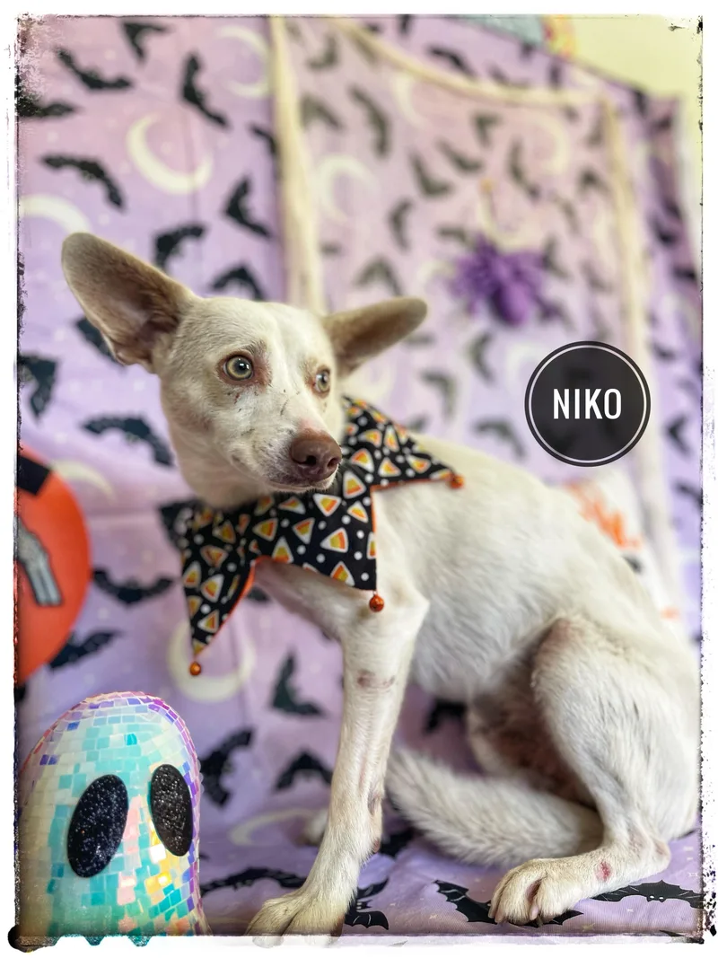 A young small-sized male Chihuahua dog named Niko for adoption in Sebring, FL