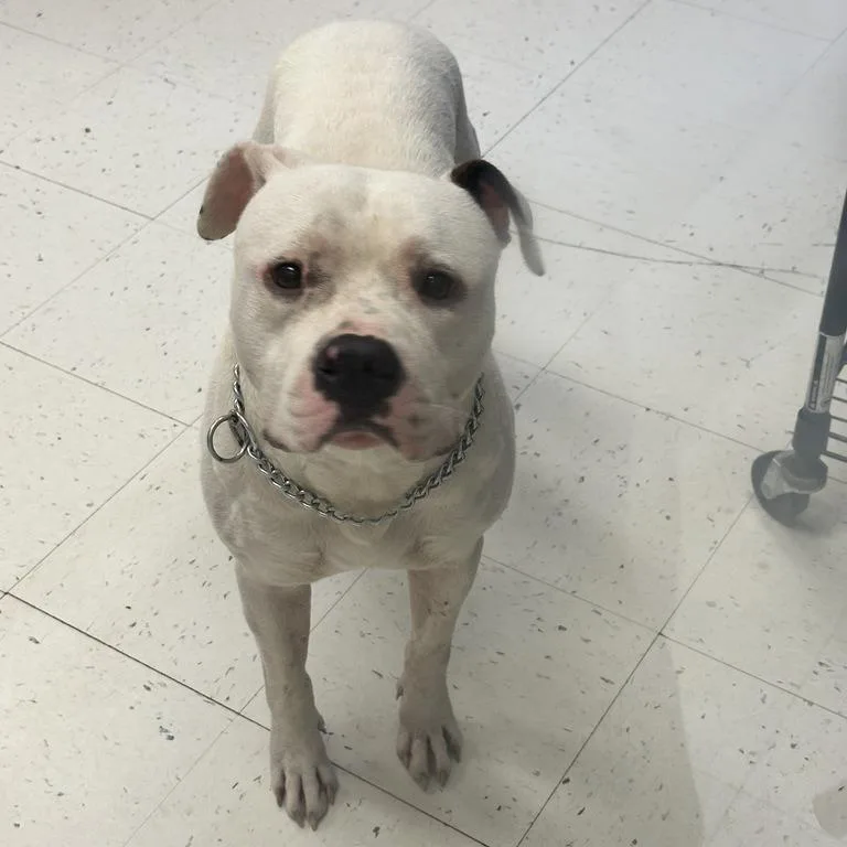 An adult large-sized male White / Cream Mixed Breed dog named Purrlock Holmes for adoption in Davenport, IA