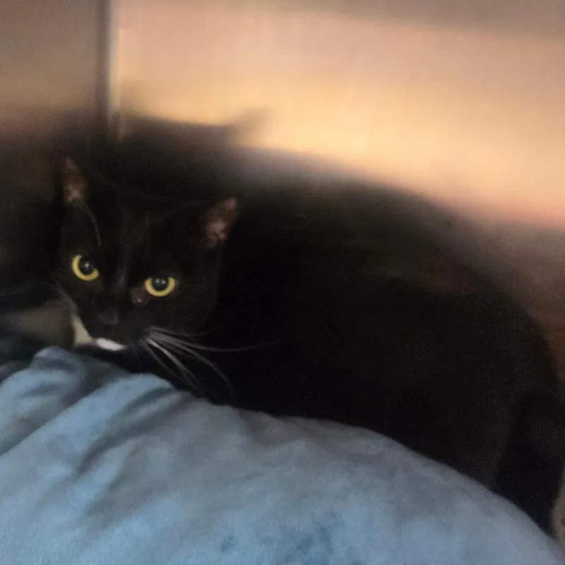 An adult medium-sized female Black Domestic Short Hair cat named Tera for adoption in Spokane, WA