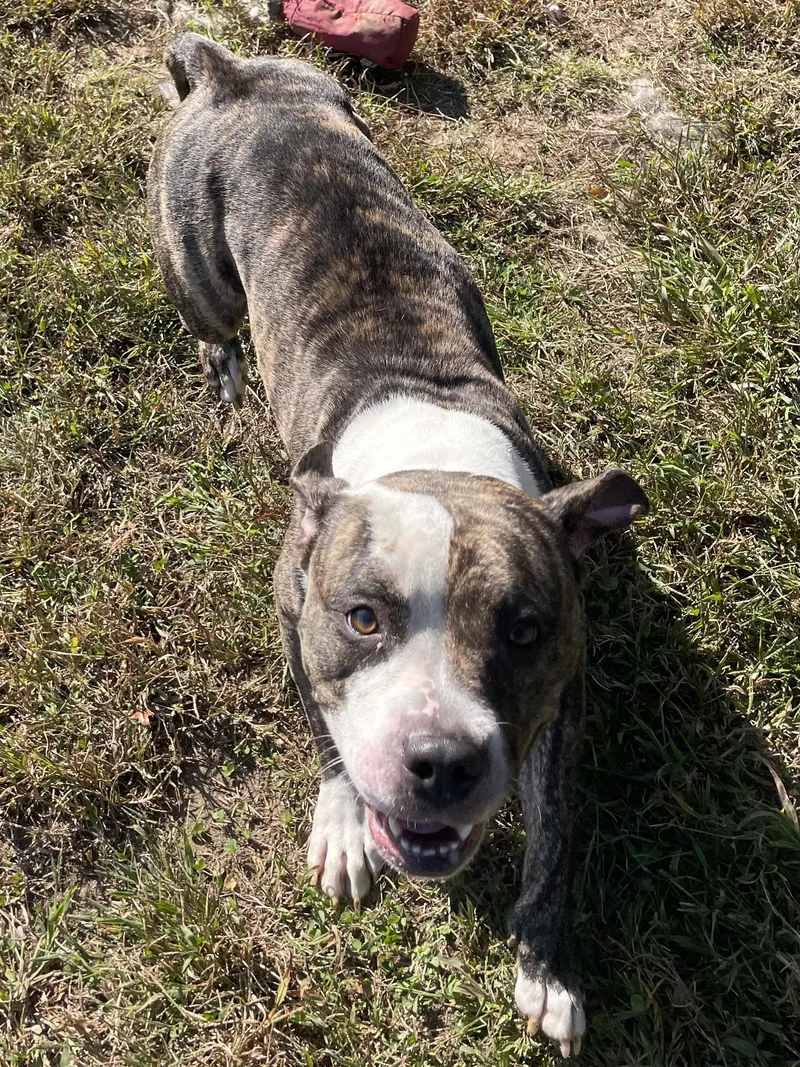 A young medium-sized female Brindle Mixed Breed dog named Eclair for adoption in Mishawaka, IN