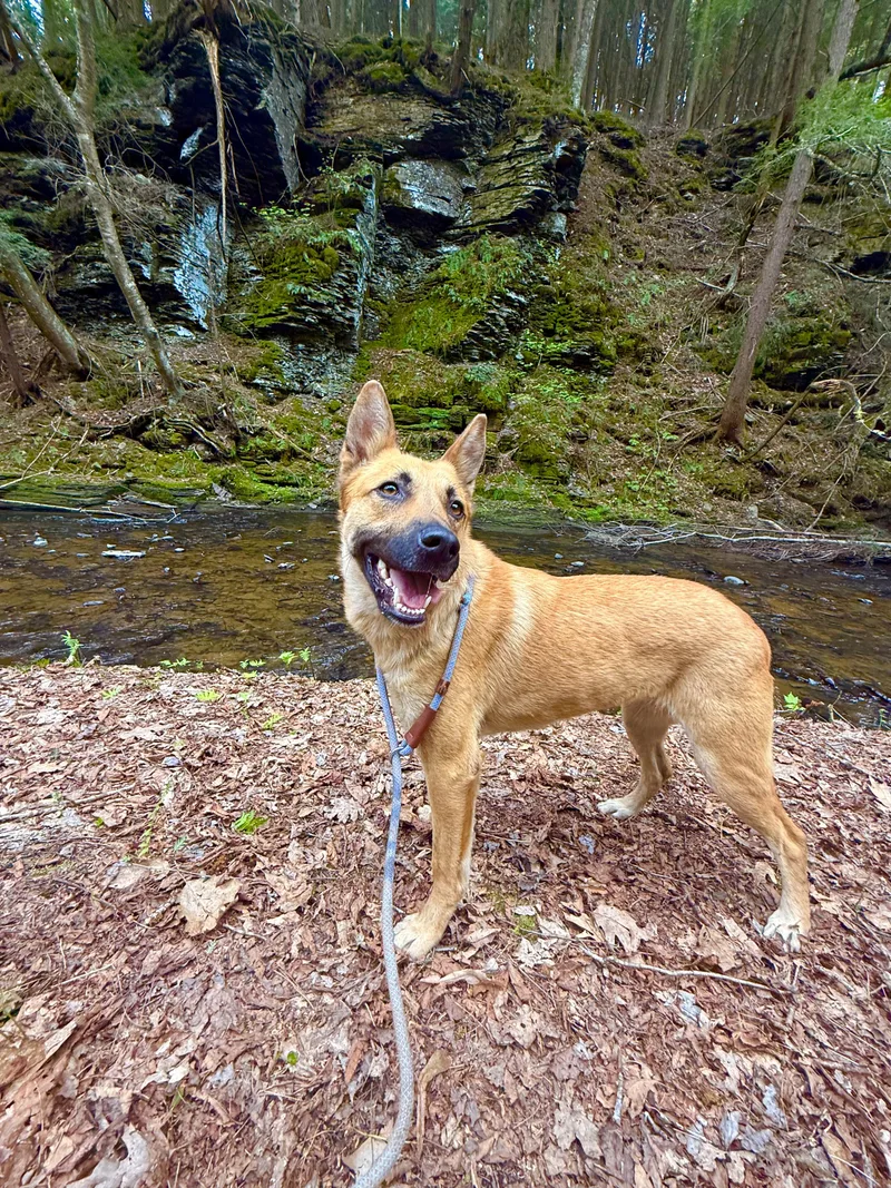 A young medium-sized female Golden Australian Cattle Dog / Blue Heeler dog named Kala for adoption in Milford, NY
