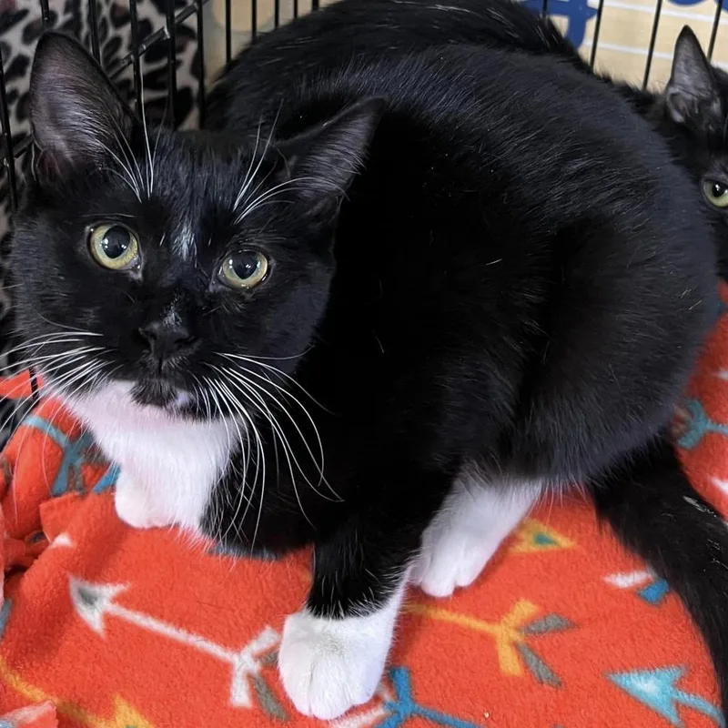 An adult large-sized female Black Domestic Short Hair cat named Cartier for adoption in Hamburg, NY
