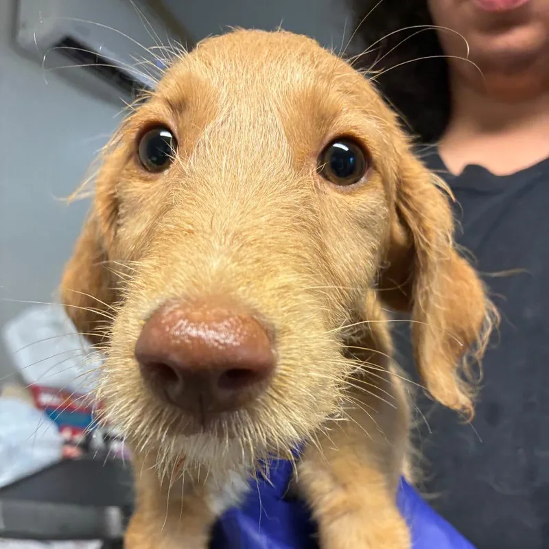 A baby medium-sized female Yellow / Tan / Blond / Fawn Poodle dog named Mayo for adoption in Hattiesburg, MS