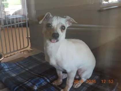 An adult small-sized male Chihuahua dog named Nacho for adoption in North Richland Hills, TX