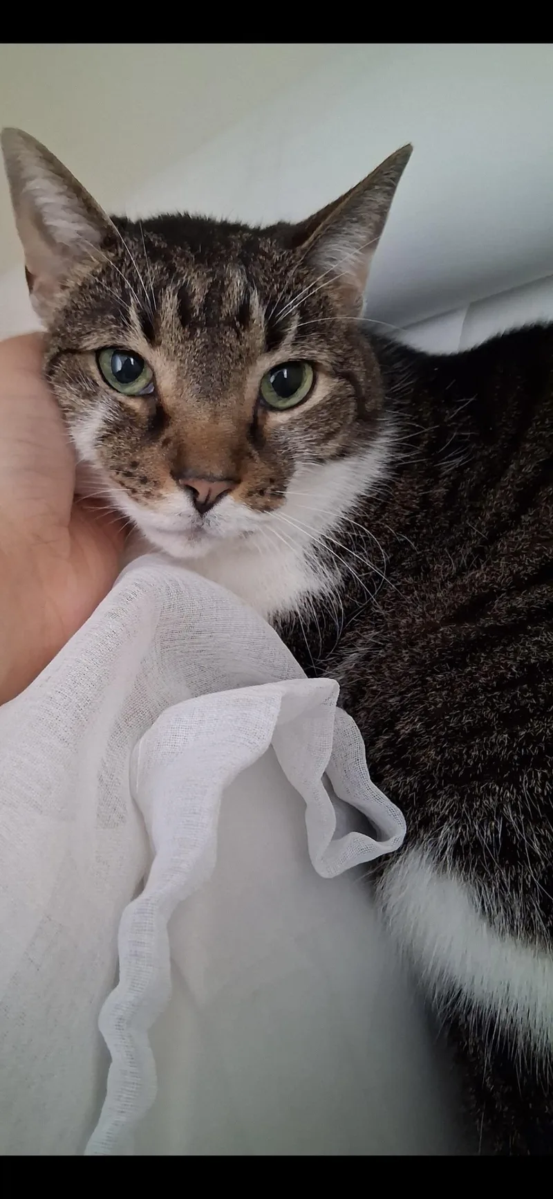 A senior medium-sized female Tabby (Gray / Blue / Silver) Domestic Short Hair cat named Maggie for adoption in BLACK MOUNTAIN, NC