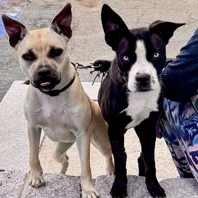 A baby medium-sized male Tricolor (Brown, Black, & White) Mixed Breed dog named Sinatra for adoption in Groveland, MA