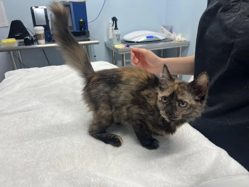 A young medium-sized female Domestic Medium Hair cat named Xola for adoption in Raleigh, NC
