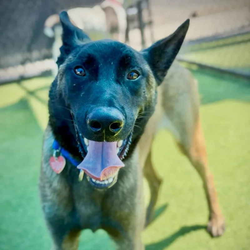 An adult large-sized male Belgian Shepherd / Malinois dog named Rocket A for adoption in Mission Hills, CA