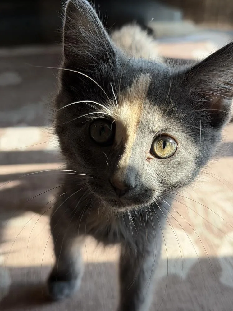 A baby small-sized female Domestic Medium Hair cat named Firecracker for adoption in Thornton, CO