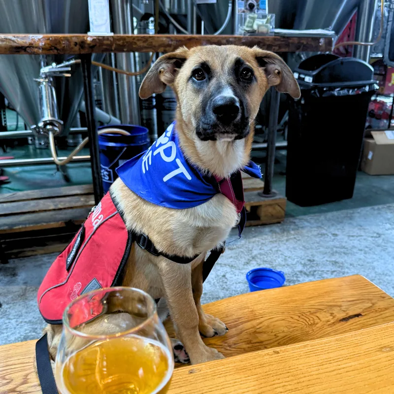 A baby medium-sized female Golden Shepherd dog named Roxie for adoption in Chatham, NJ