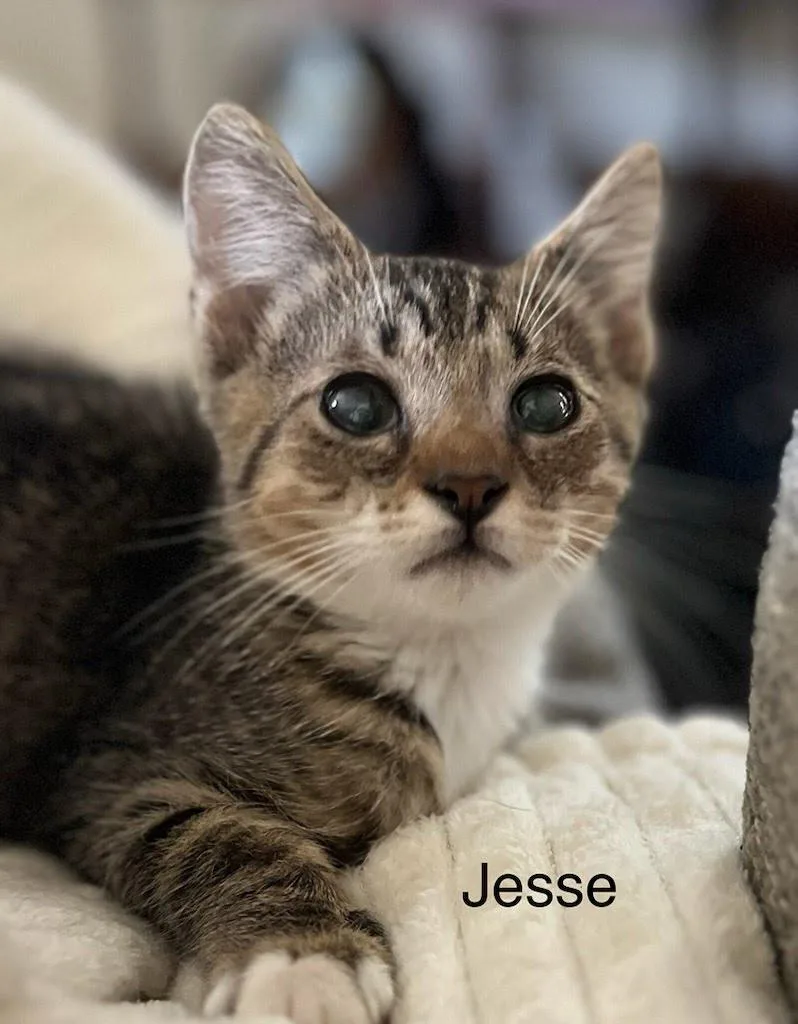 A baby medium-sized male Domestic Short Hair cat named Jesse for adoption in Lancaster, PA