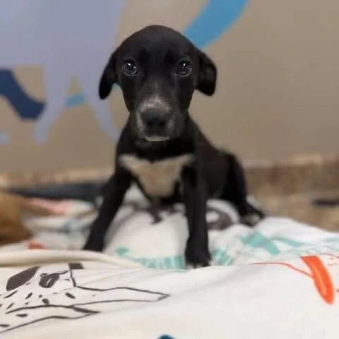 A baby medium-sized male Black Labrador Retriever dog named Gary for adoption in Alexandria, VA