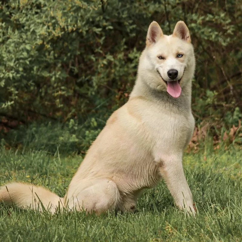 An adult large-sized male White / Cream Husky dog named Snoman for adoption in Madisonville, KY