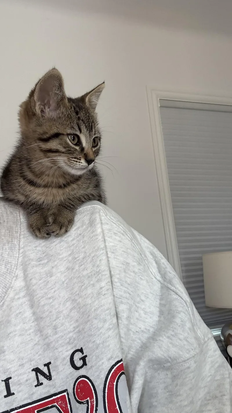 A baby medium-sized female Tabby (Brown / Chocolate) Domestic Short Hair cat named Peanut for adoption in Pacific Palisades, CA