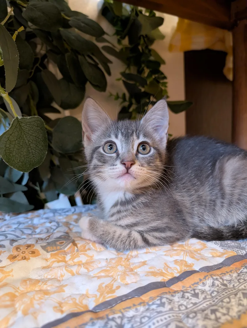 A baby medium-sized female Gray & White Domestic Short Hair cat named Galinda for adoption in Beaverton, OR