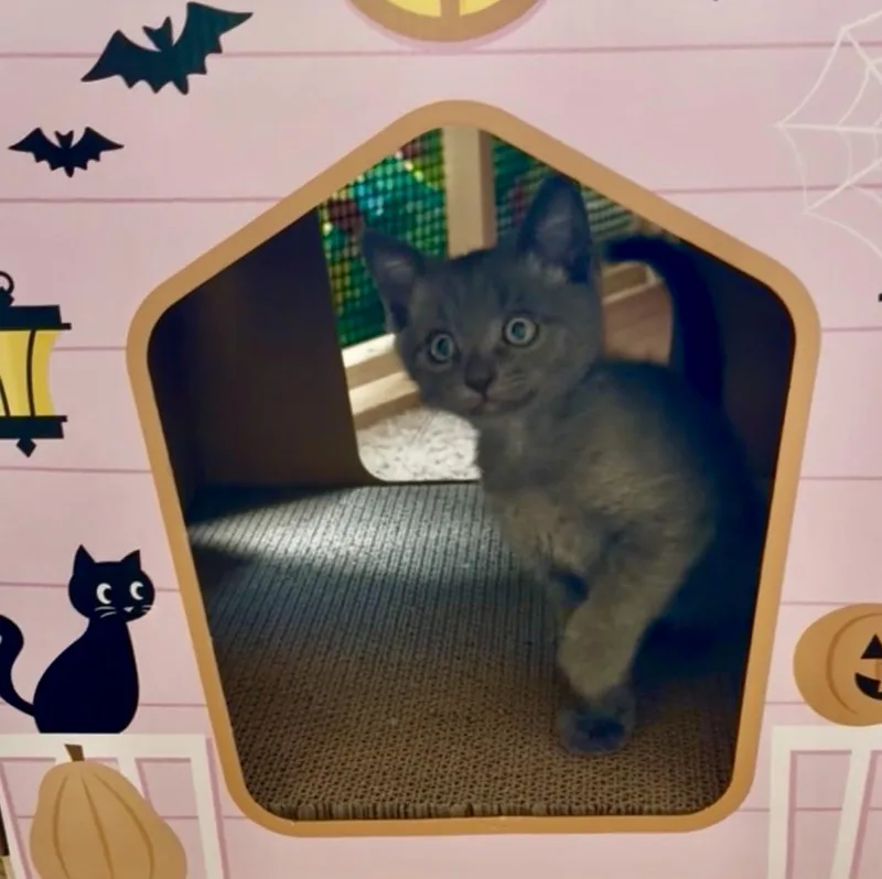A baby small-sized male Domestic Short Hair cat named Hippo for adoption in Dixon, CA