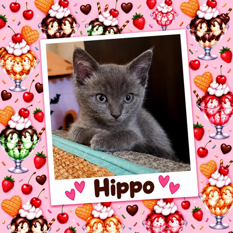 Hippo thumbnail 4