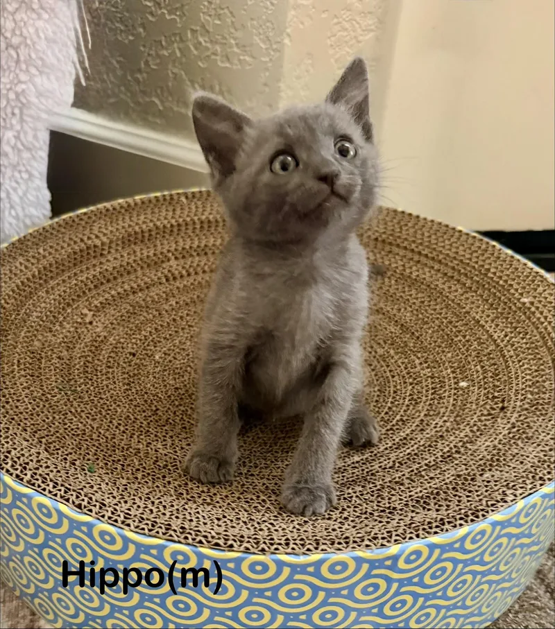 Hippo thumbnail 5