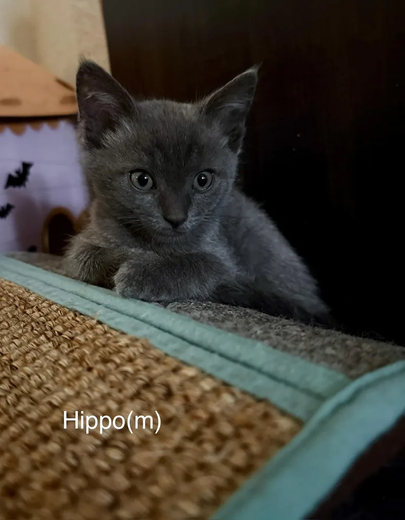 Hippo thumbnail 6