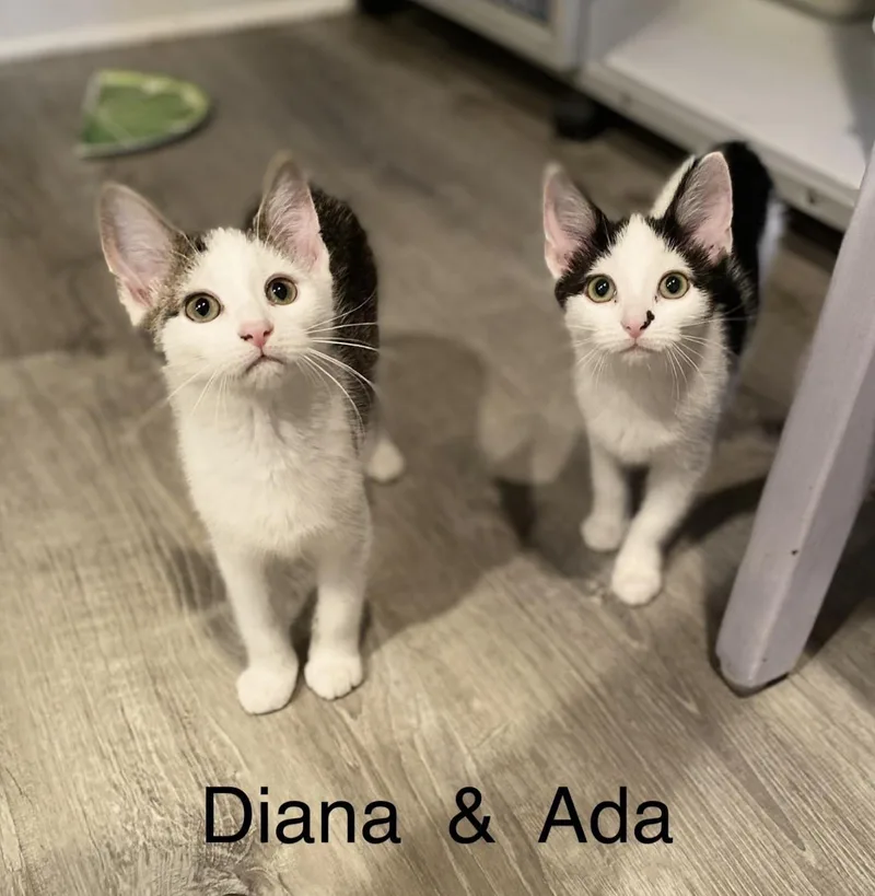 A baby medium-sized female Domestic Short Hair cat named Ada for adoption in Rochester, NY