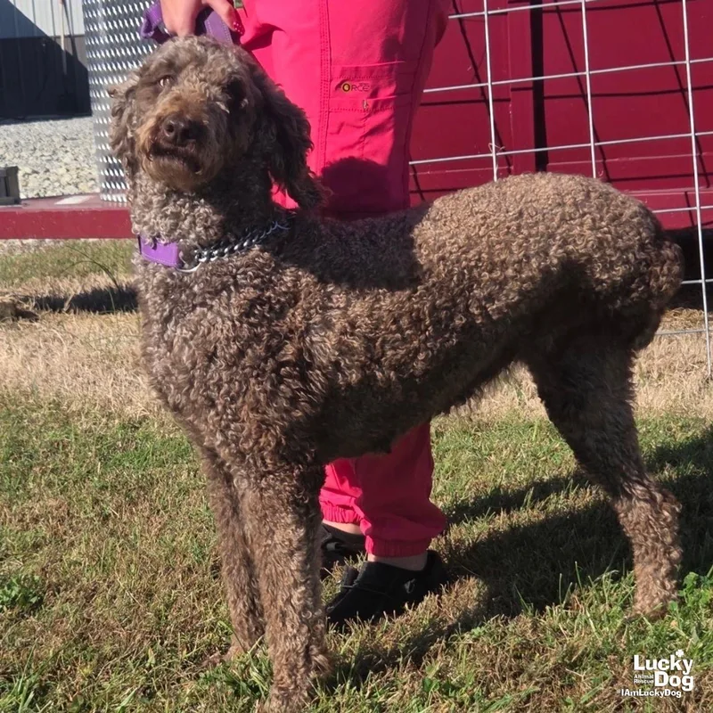 A young medium-sized female Standard Poodle dog named Starbucks for adoption in Washington, DC