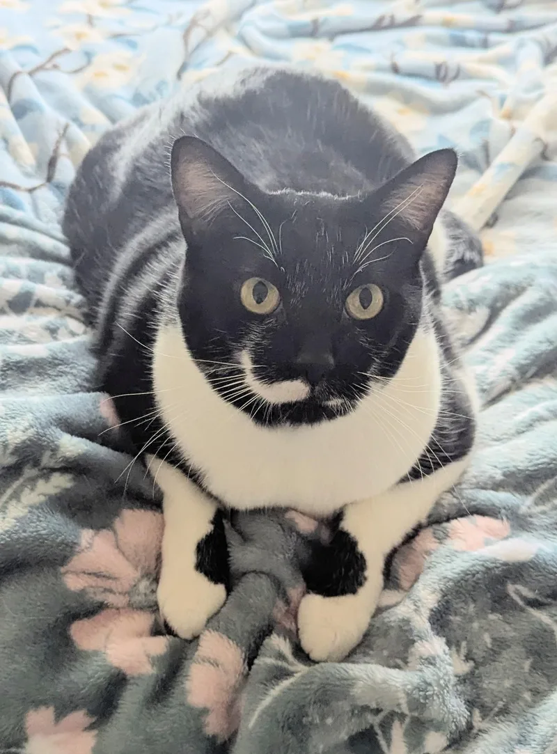 An adult extra large-sized male Domestic Short Hair cat named Moon for adoption in Monterey, CA