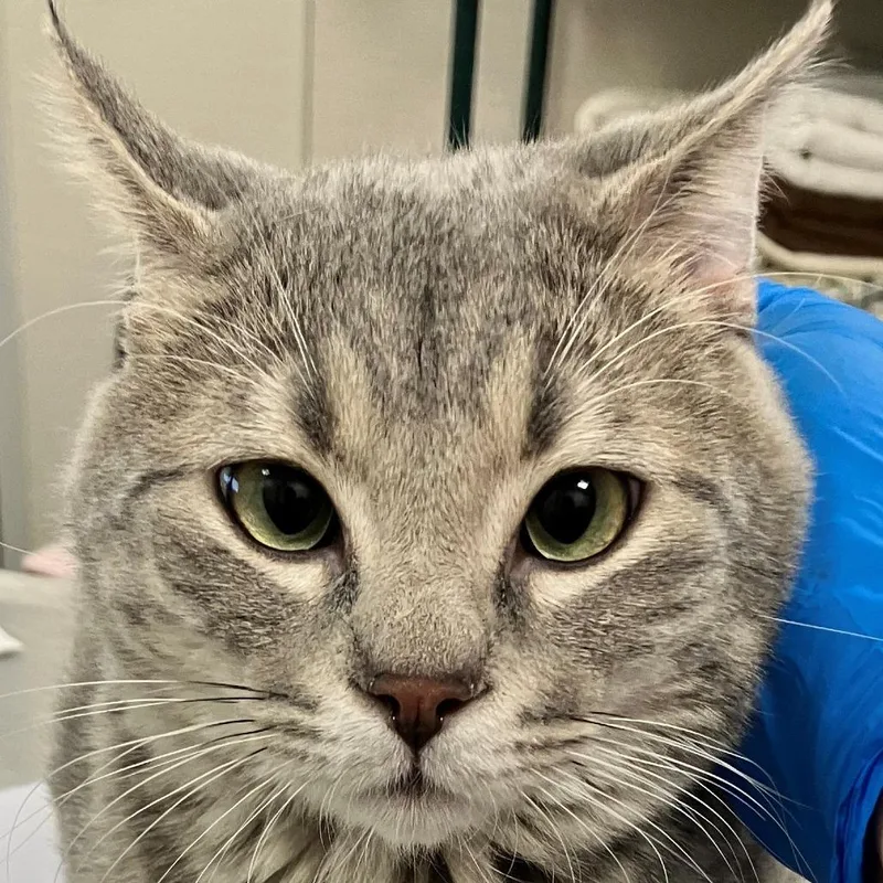 An adult medium-sized male Gray / Blue / Silver Domestic Short Hair cat named Boss for adoption in Las Cruces, NM