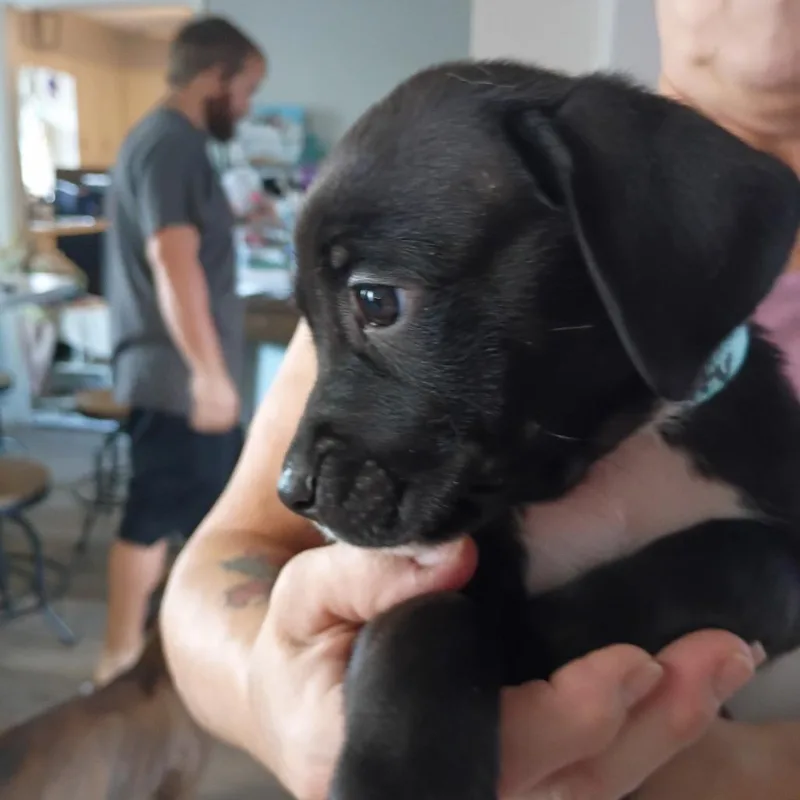 A baby medium-sized female Black Pit Bull Terrier dog named Gerty for adoption in Lima, OH