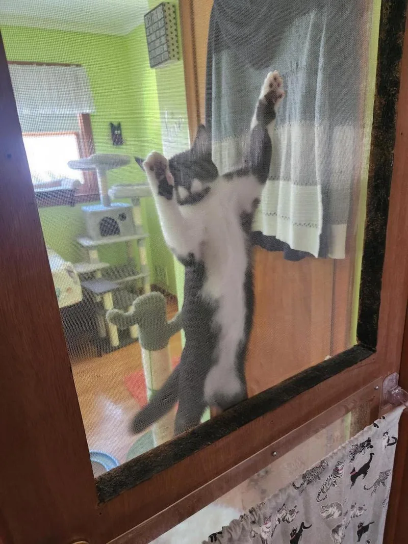 A young medium-sized female Tuxedo cat named Besty for adoption in Wyandotte, MI
