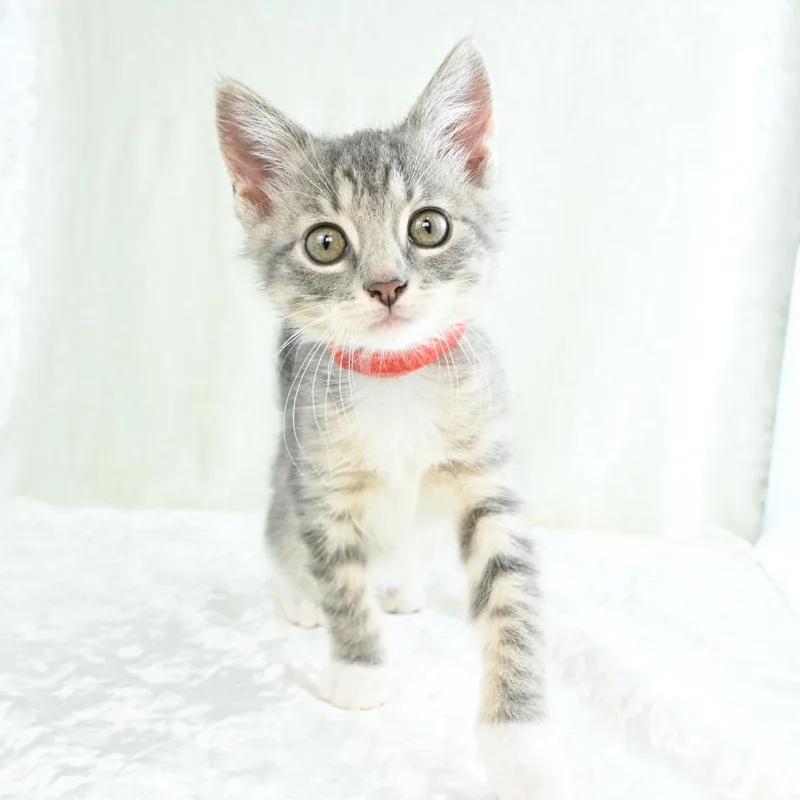 A baby small-sized female Gray / Blue / Silver Domestic Short Hair cat named Reagan for adoption in Mobile, AL