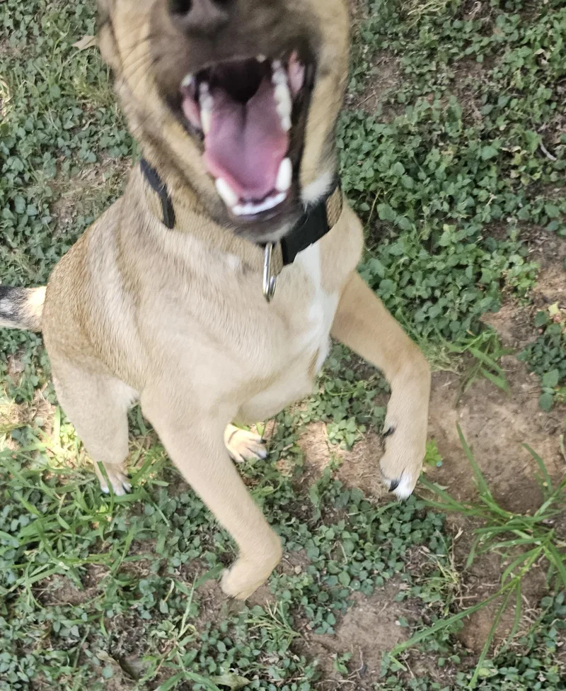 A young small-sized male Yellow / Tan / Blond / Fawn Chihuahua dog named Larry for adoption in Dallas, TX