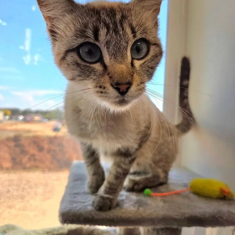 An adult medium-sized female Cream / Ivory Siamese cat named Sapphire for adoption in Roosevelt, UT