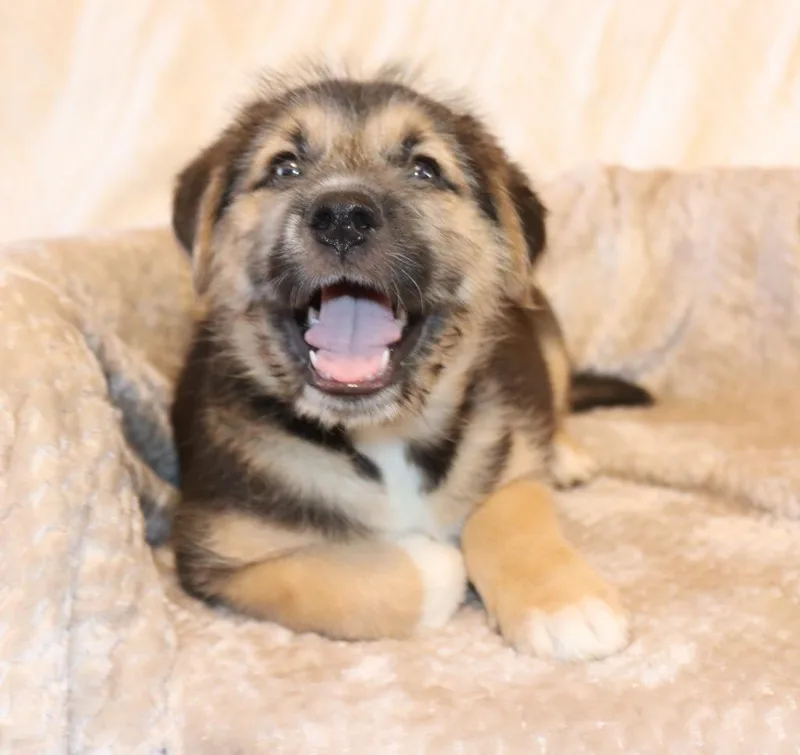 A baby medium-sized male Mixed Breed dog named Dewey for adoption in Mesa, AZ