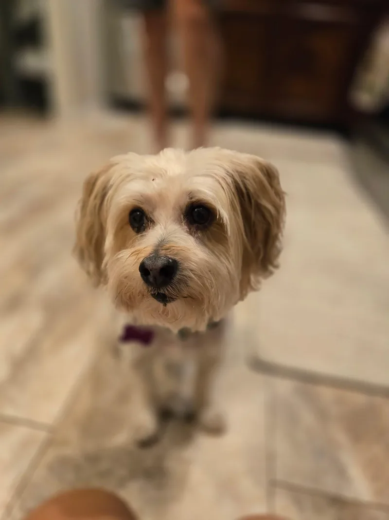 An adult small-sized male Apricot / Beige Morkie dog named Buster Brown for adoption in O'Fallon, MO