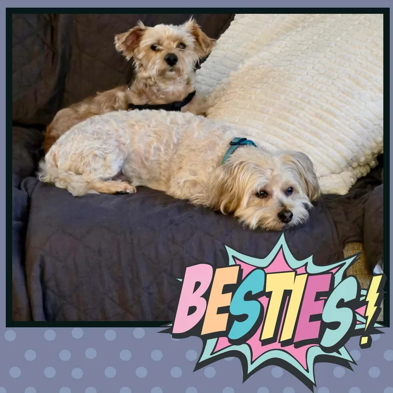 Buster Brown thumbnail 2