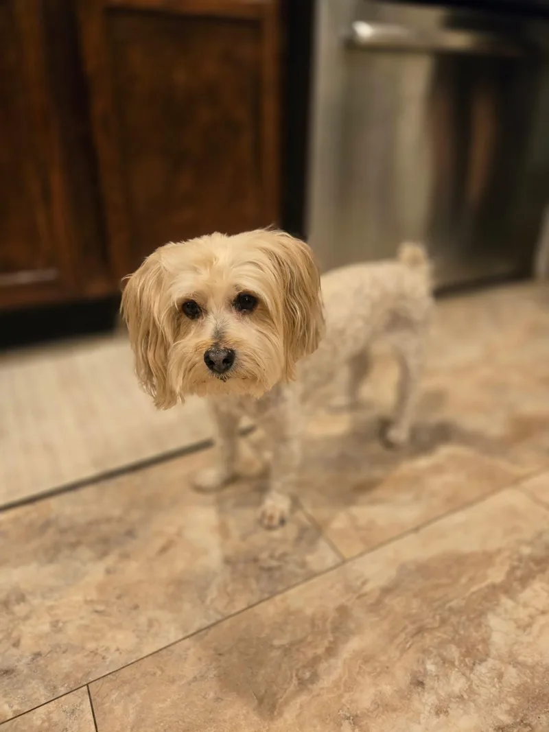 Buster Brown thumbnail 4
