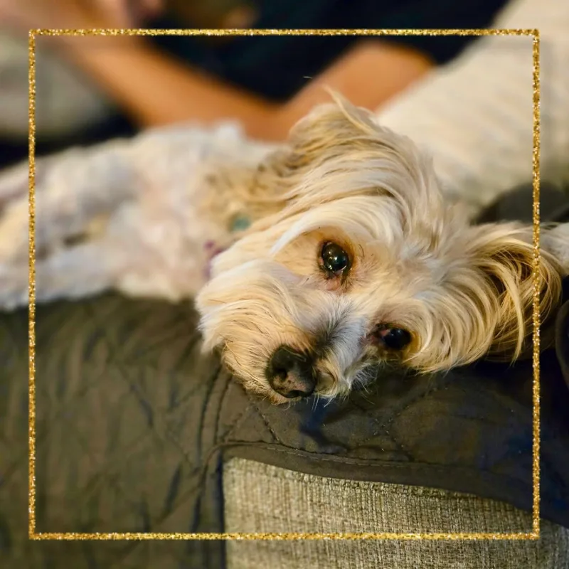 Buster Brown thumbnail 5